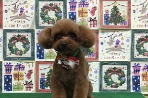 12月のお友達☆