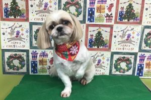 12月のお友達☆
