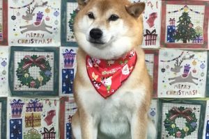 12月のお友達☆