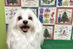 12月のお友達☆