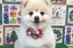 12月のお友達☆