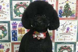 12月のお友達☆