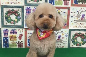 12月のお友達☆