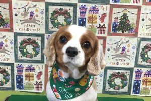 12月のお友達☆