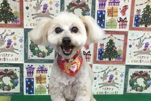 12月のお友達☆