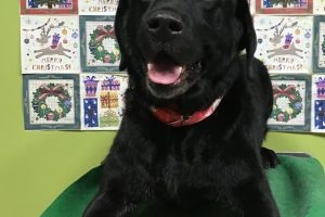 12月のお友達☆