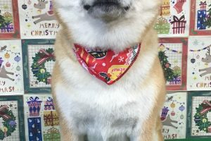 12月のお友達☆