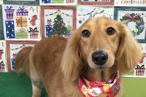 12月のお友達☆