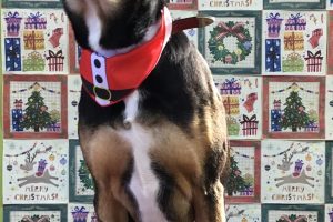 12月のお友達☆