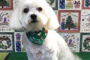 12月のお友達☆