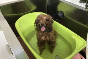 12月のお友達☆