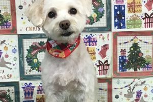 12月のお友達☆