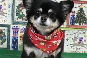 12月のお友達☆