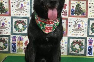 12月のお友達☆