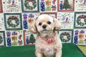 12月のお友達☆