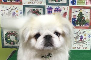 12月のお友達☆