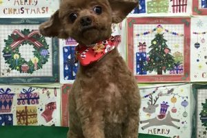 12月のお友達☆