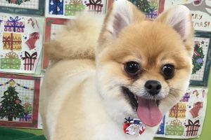 12月のお友達☆