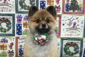 12月のお友達☆