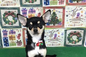 12月のお友達☆