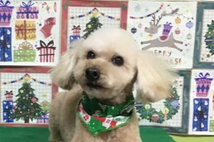 12月のお友達☆