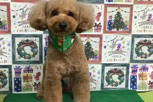 12月のお友達☆