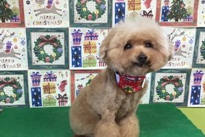 12月のお友達☆