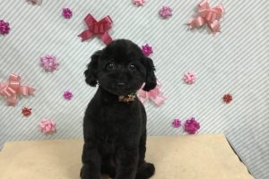 2月のお友達☆