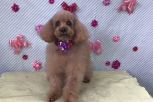 ２月のお友達☆