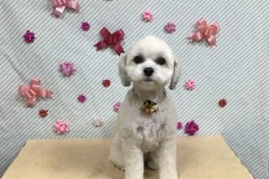 2月のお友達☆
