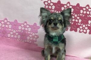 ３月のお友達☆