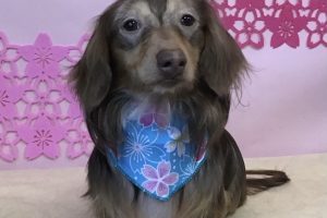３月のお友達☆
