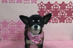 ３月のお友達☆