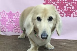 3月のお友達☆