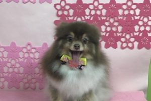 ３月のお友達☆