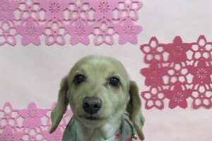 3月のお友達☆