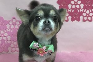 ３月のお友達☆