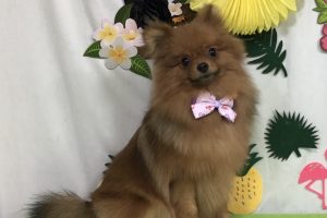 ７月のお友達☆