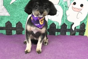 10月のお友達☆