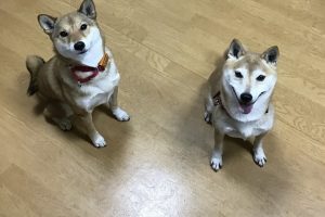 お泊まり中☆
