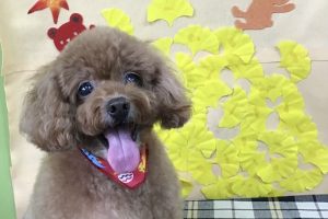 11月のお友達☆