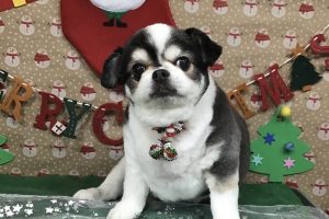 12月のお友達☆