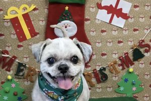 12月のお友達☆