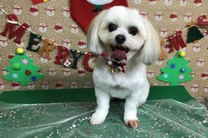 12月のお友達☆