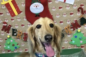 12月のお友達☆