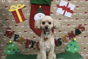 12月のお友達☆