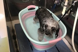 12月のお友達☆