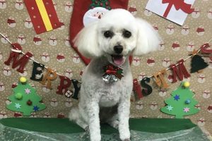 12月のお友達☆