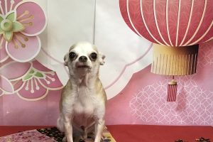 12月のお友達☆