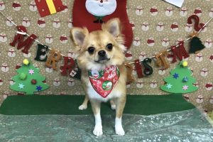 12月のお友達☆